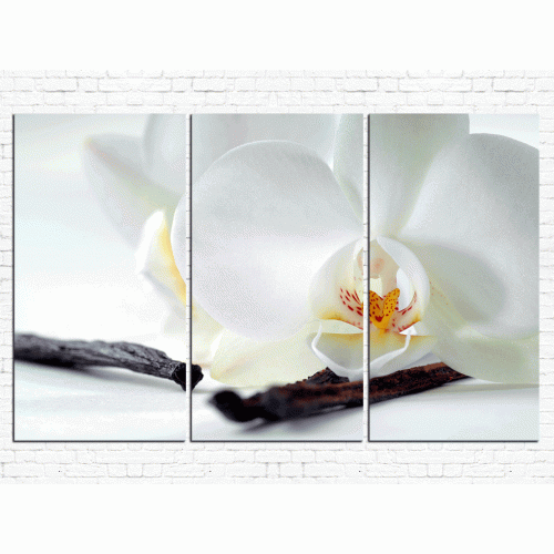 Цветы орхидеи № 510Ц