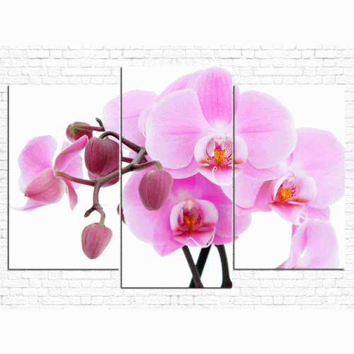 Цветы орхидеи № 5106ЦО